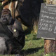 Kumbuka, a Western Lowland gorilla, at the London Zoo in 2014 (Image: Getty)